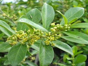 Weight Aid - Charantia Fenugreek compund powder 100g
