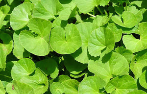 ASHWAGANDHA BRAHMI ATMAGUPTA 100g Pouch